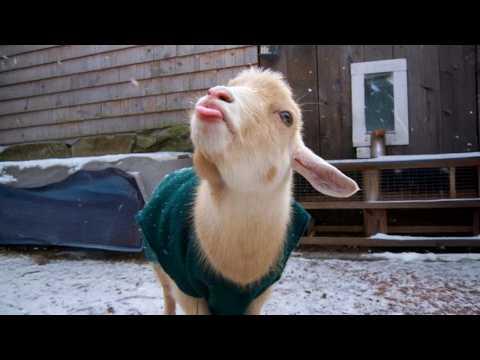 Goats are the FUNNIEST ANIMALS in 2026 #Video