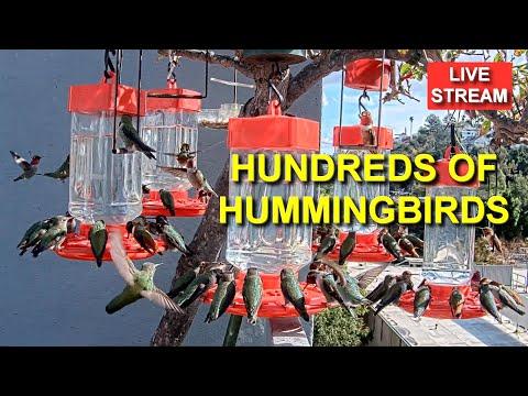 Live Hummingbird Feeder Cam, Bird Feeder, Studio City, California #Video
