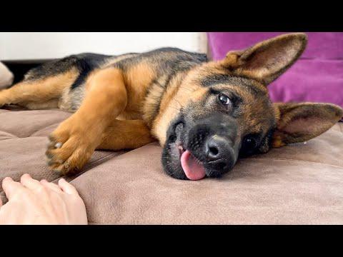 German Shepherd Puppy Hates when I touch his paw! Video.