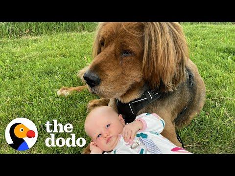 135-Pound Dog Helps His Toddler Sister Walk Him #Video