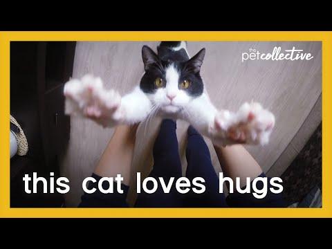This Cat Loves Hugs Video