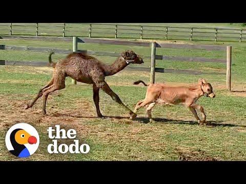 No One Wanted to be Friends with This Rescue Camel — Until a Baby Cow Came Along #Video