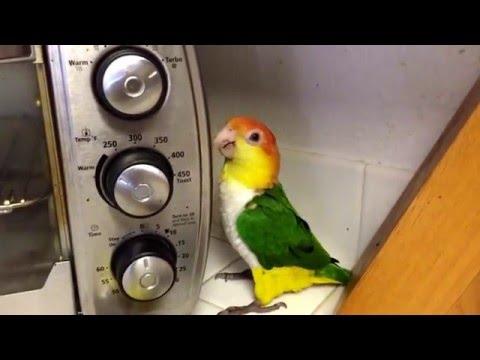 When I come home for lunch....I get this bouncy bird #Video