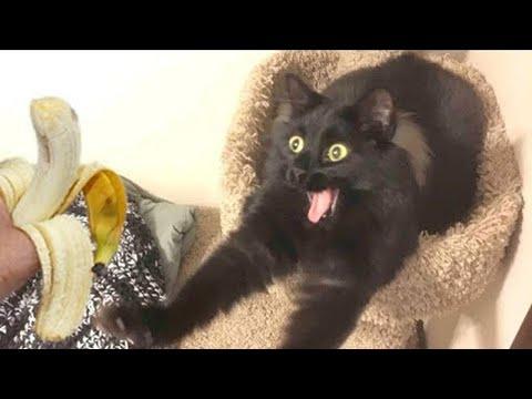 Black cats are the best cat that will make you laugh uncontrollably #Video