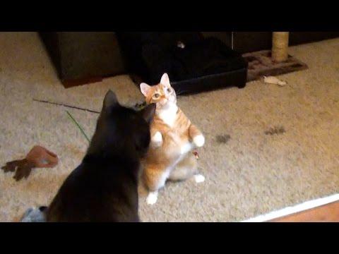 What Happens When Cats See A Moth!