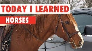 Today I Learned: Horses