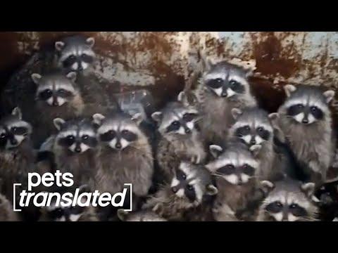 Trapped! | Pets Translated #Video