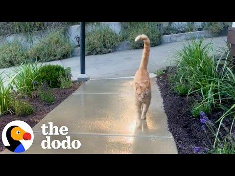 Neighborhood Cat Brings His Friends To Meet His Favorite Girl #Video