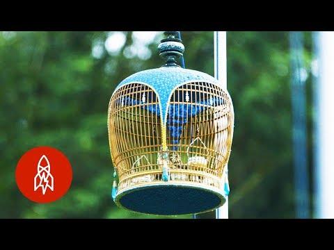 This Man Builds Sweet Homes for Birds