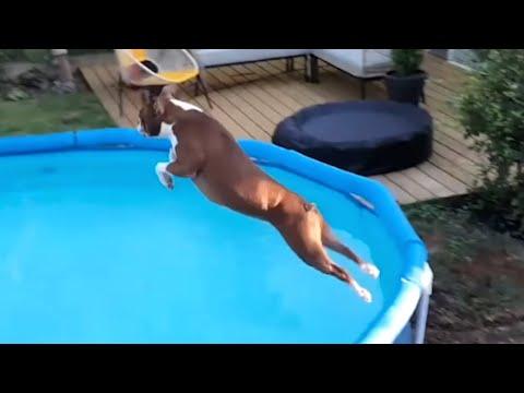 Dog has intense reaction to water #Video