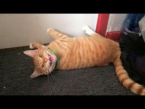 When Your Cat Is Actually Feeling 'Guilty' #Video