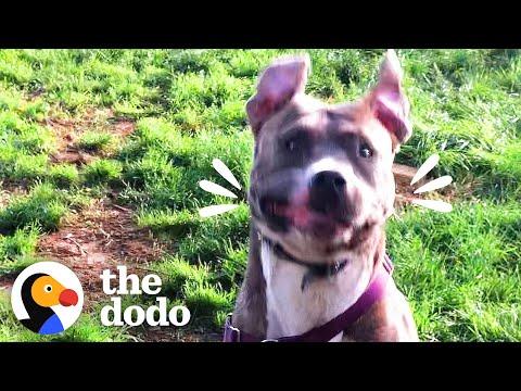 Foster Pittie Who Hid For Weeks Plays So Hard Now #Video