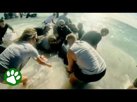 Australians Work Together To Save 160 Stranded Whales #Video