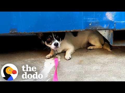 You Won't Believe Who This Dog Becomes In 42 Days #Video