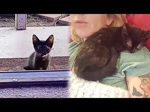 Woman Opened The Door And Saw a Stray Kitten Waiting For Her #Video