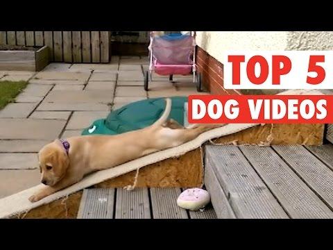 Top 5 Dog Videos || Jan 16 2016