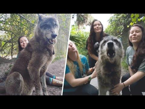 This wolfdog charmed ladies with his good looks #Video