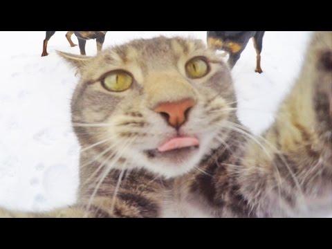 Manny The Selfie-Taking Cat