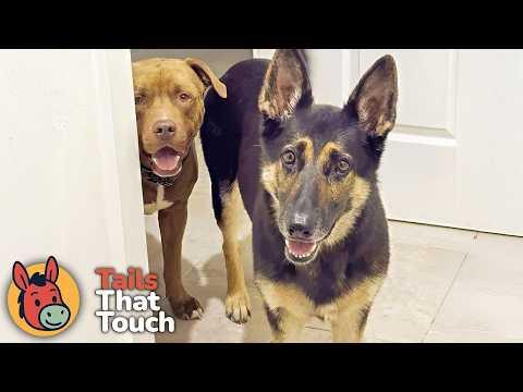 Stray Dog Showed Up At Her Door... And Never Left #Video