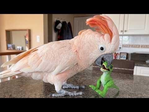 This 32-Year-Old Parrot Waited Years For Someone To Love Him #Video