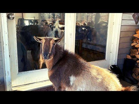 Goat wants to be an Indoor Dog! #video