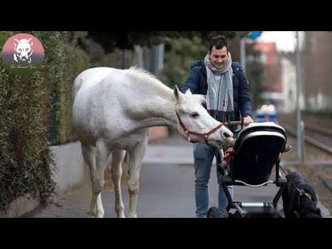 Horse Has Gone On A Walk Alone Every Day For The Past 14 Years in Her Tiny Town #Video
