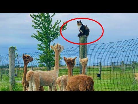 Hilarious Cats Taking Over the Farm Animals #Video