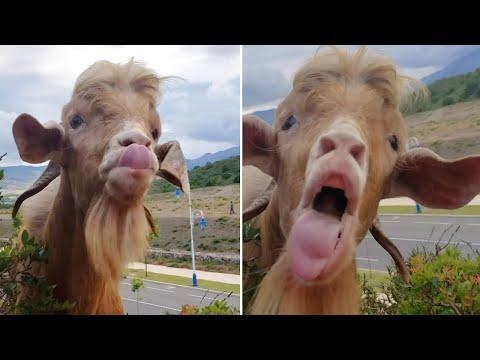 Hilarious Conversation Between Goat And Farmer #video