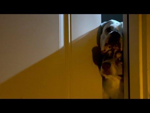 A Bear Ruined Our Pumpkin! (and we’re happy ) | Layla The Boxer #Video