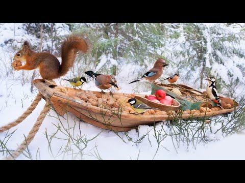 The Traveling Bird Feeder - In the Forest of Jays | Relax With Squirrels & Birds ( 1 Hour ) #Video