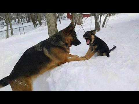 Funny Puppies Face Off With a Big Dog for the First Time Ever! #Video