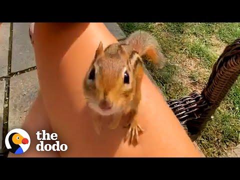 Chipmunk Gets So Jealous When His Favorite Girl Talks To Other Chipmunks #Video