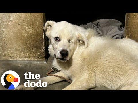 Puppy Leaves Shelter After 432 Days #Video