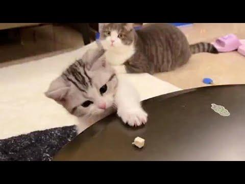 Super Hyper Kitten Video