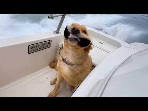 I Just Wanted A Calm Dog But I Got... #Video
