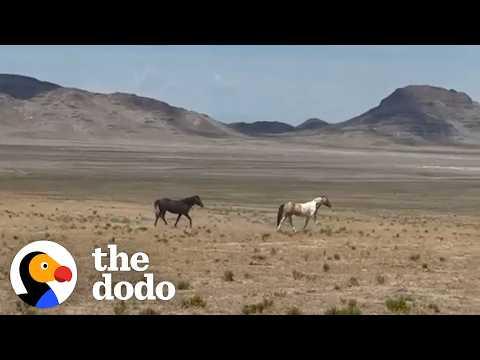 Bonded Wild Horses Are Captured And Find Each Other Again #Video