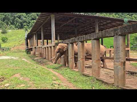 She Escaped Again! Baby Elephant June Calls for Her Mom - ElephantNews #Video