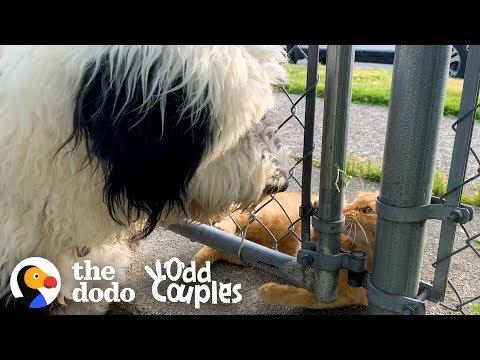This Cat's Obsessed With The Dog Next Door | The Dodo Odd Couples