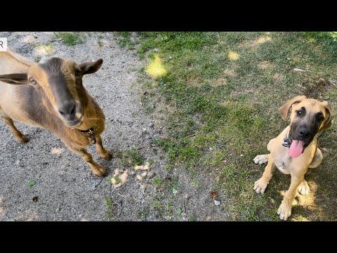 Who’s the better dog? Sunflower Farm Creamery #Video