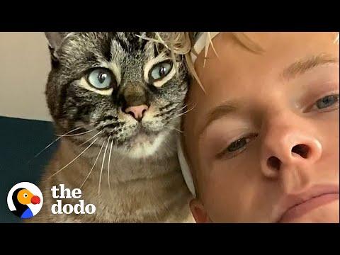 Clingy Cat Has To Be With Dad 24/7  #Video