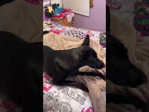 German Shepherd dog loves waking up little girl every morning! #Video