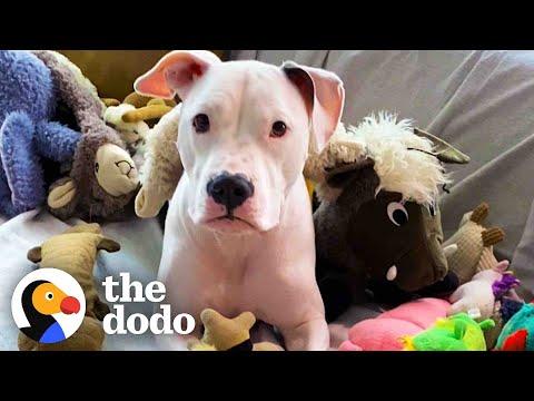 Pittie's Loved Watching TV Since He Was A Puppy #Video