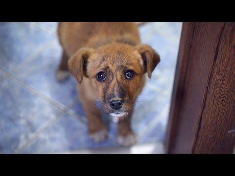 Abandoned Puppy Followed Us Home And We Let Him In #Video
