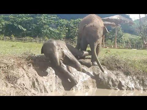 These Two Baby Elephants Love To Having Fun On The Mud Slide - ElephantNews #Video