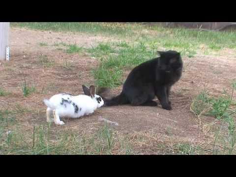 Funny Bunny chases a cat video