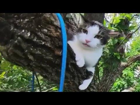 Man saves cat from tree. Can you guess cat's reaction? #Video
