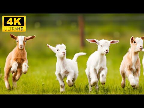 Baby Animals 4K UHD (60FPS) - Young Wild Animals With Relaxing Music (Colorfully Dynamic) #Video