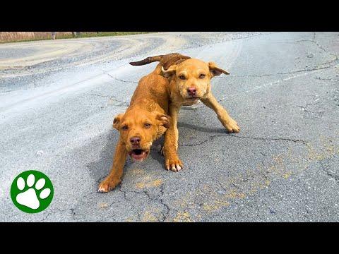Two little puppies ran out in front of just the right car #Video