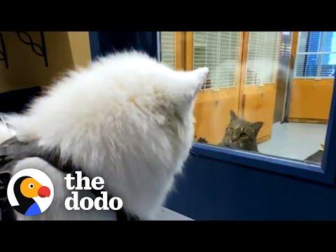 Samoyed Loves All The Cats At His Daycare — So His Family Adopts One For Him #Video