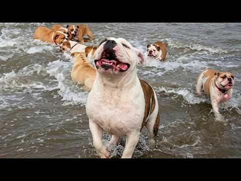 Hilarious Dogs Go Completely Wild Meeting Water for the First Time! #Video